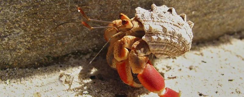寄居蟹是如何形成的，是生态环境恶劣所致