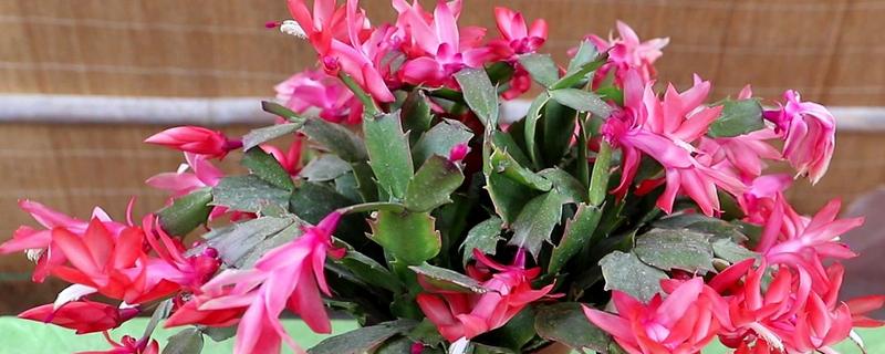 蟹爪兰是用高盆还是矮盆，应该换矮盆