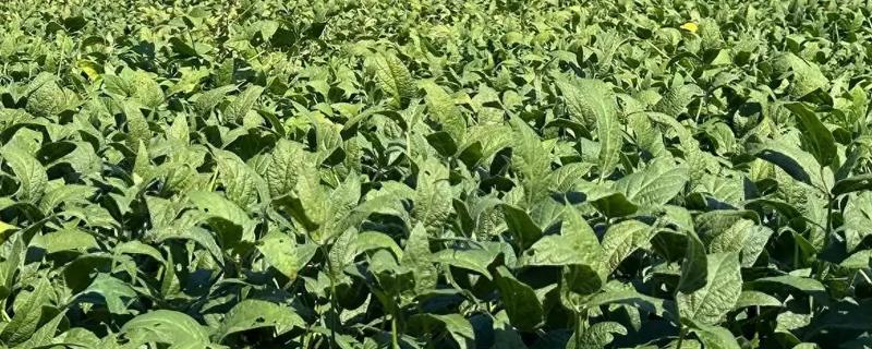 防止大豆花荚脱落的方法,保持合理的密度是有效措施