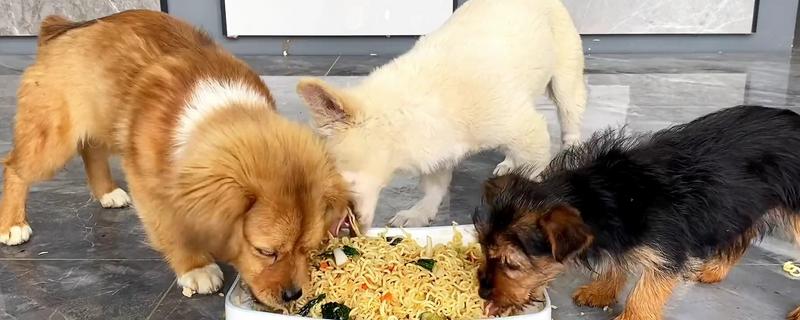 狗狗护食怎么处理，把食物或零食放在手掌上喂