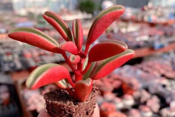 红背椒草有没有毒，是一种典型的无毒植物