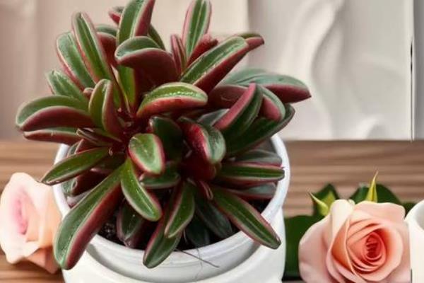 红背椒草有没有毒，是一种典型的无毒植物