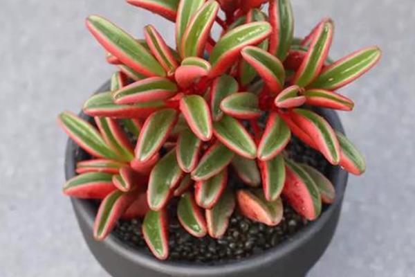 红背椒草有没有毒，是一种典型的无毒植物