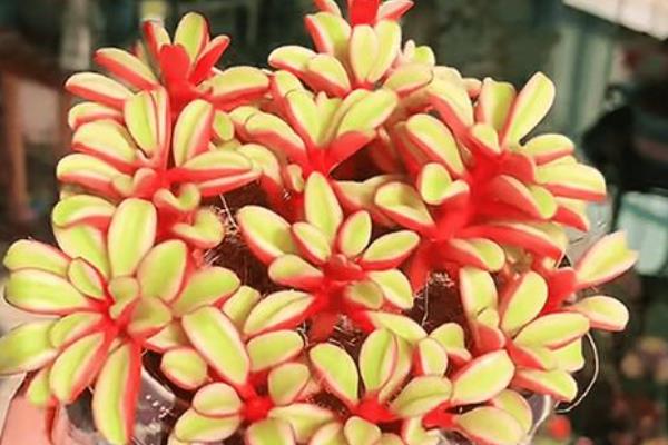 红背椒草有没有毒，是一种典型的无毒植物