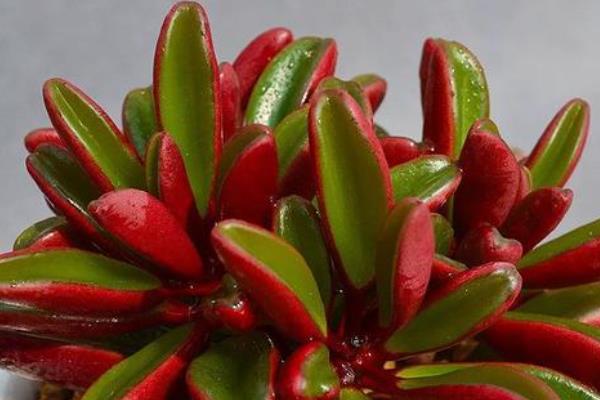 红背椒草有没有毒，是一种典型的无毒植物