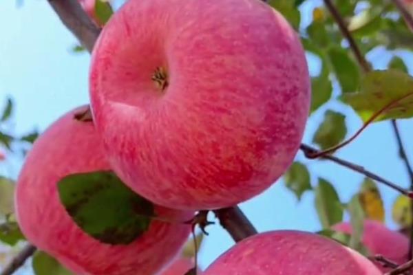 苹果的种植前景，是深受消费者欢迎的水果之一