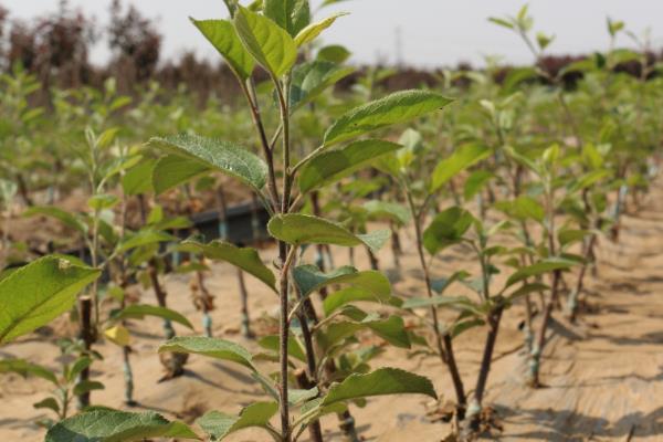 苹果的种植前景，是深受消费者欢迎的水果之一