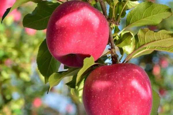 苹果的种植前景，是深受消费者欢迎的水果之一