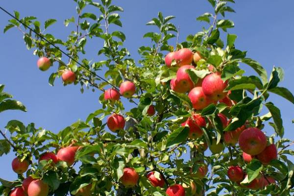 苹果的种植前景，是深受消费者欢迎的水果之一