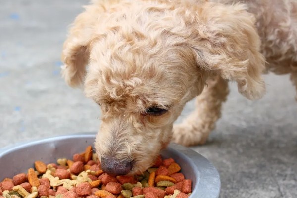 狗狗狼吞虎咽不爵如何处理，更换慢食碗可增加它的进食时间