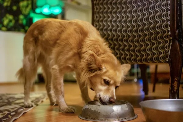 狗狗狼吞虎咽不爵如何处理，更换慢食碗可增加它的进食时间