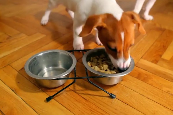 狗狗狼吞虎咽不爵如何处理，更换慢食碗可增加它的进食时间