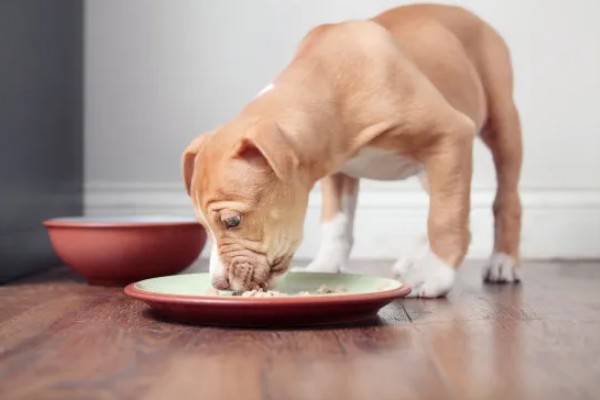 狗狗狼吞虎咽不爵如何处理，更换慢食碗可增加它的进食时间