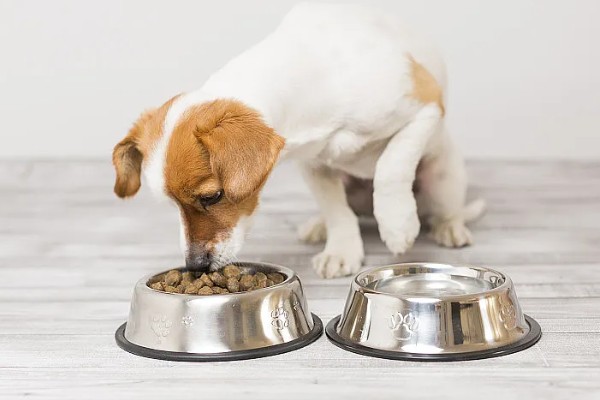 狗狗狼吞虎咽不爵如何处理，更换慢食碗可增加它的进食时间