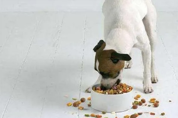 狗狗狼吞虎咽不爵如何处理，更换慢食碗可增加它的进食时间