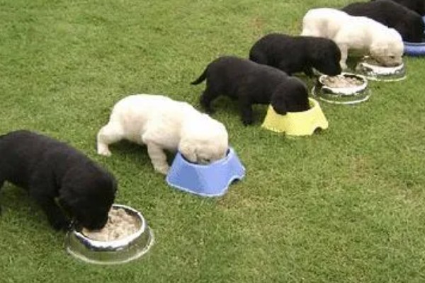 狗狗狼吞虎咽不爵如何处理，更换慢食碗可增加它的进食时间