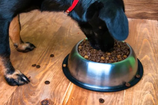 狗狗狼吞虎咽不爵如何处理，更换慢食碗可增加它的进食时间