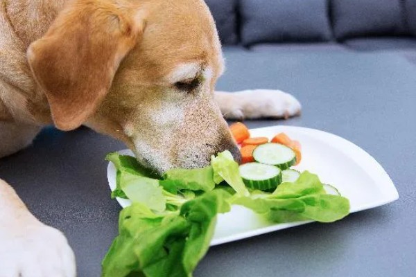 狗狗狼吞虎咽不爵如何处理，更换慢食碗可增加它的进食时间