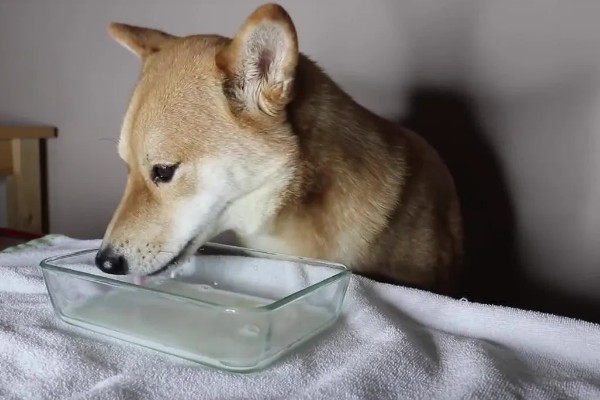 狗狗狼吞虎咽不爵如何处理，更换慢食碗可增加它的进食时间