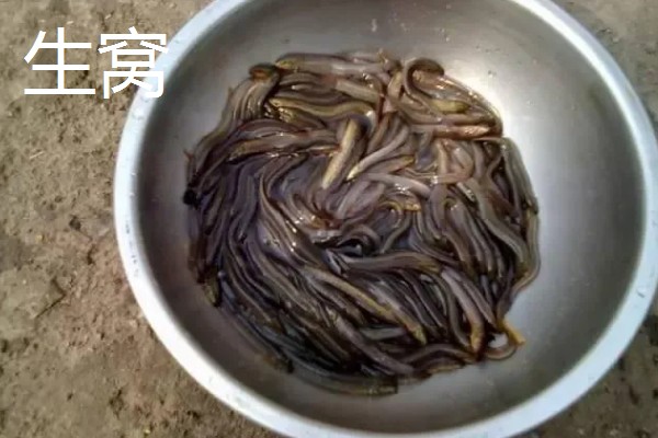 泥鳅打窝用量，生窝可一次性打5-8斤
