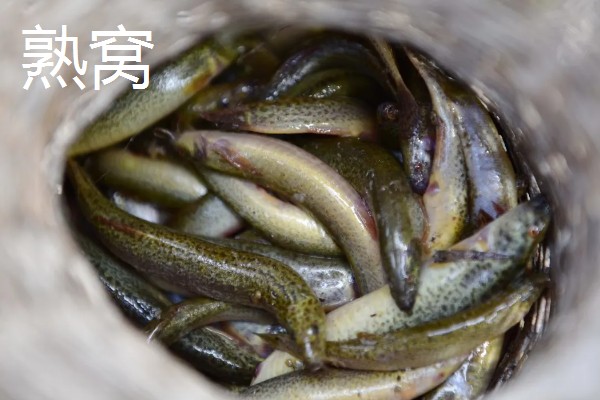 泥鳅打窝用量，生窝可一次性打5-8斤