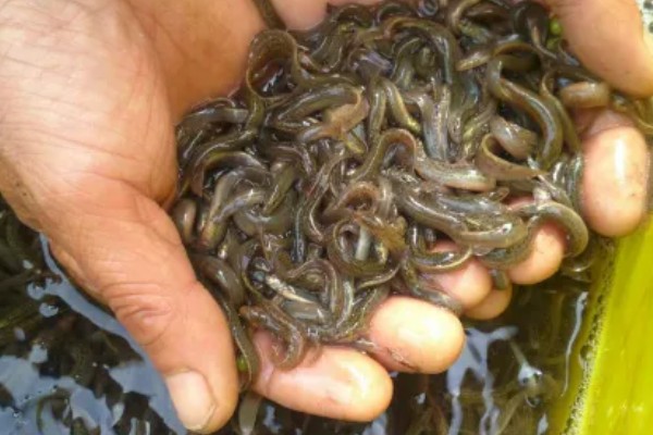 泥鳅打窝用量，生窝可一次性打5-8斤