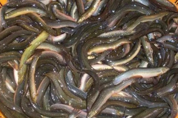 泥鳅打窝用量，生窝可一次性打5-8斤