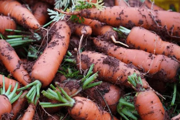 胡萝卜留种方法，收获后进行田间株选