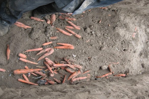 胡萝卜留种方法，收获后进行田间株选