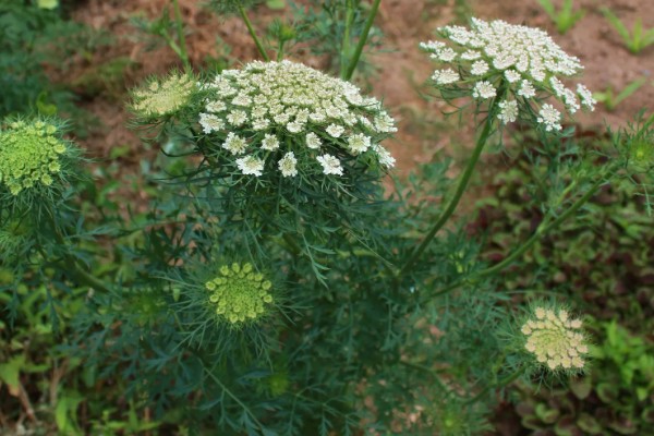 胡萝卜留种方法，收获后进行田间株选