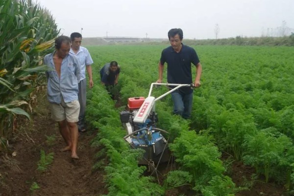 胡萝卜留种方法，收获后进行田间株选
