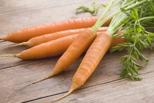 胡萝卜留种方法，收获后进行田间株选