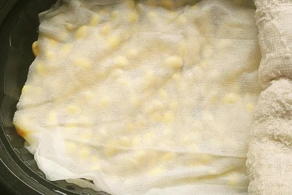 黄豆怎么发成豆芽，要浸入清水中淘洗三次