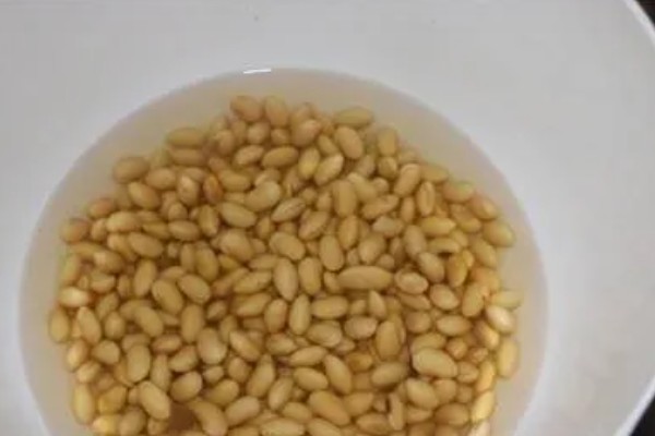 黄豆怎么发成豆芽，要浸入清水中淘洗三次