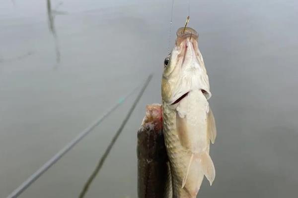 野钓用几号主线,在1到4号之间选择