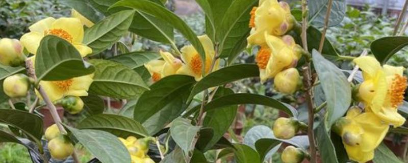金茶花如何养殖才可以枝繁叶茂花多，提供充足光照