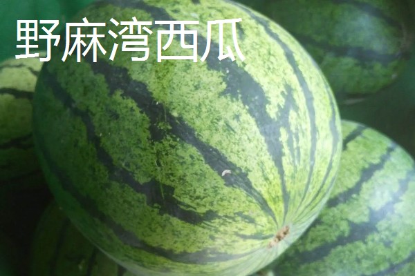 甘肃嘉峪关的特产，野麻湾西瓜备受消费者青睐
