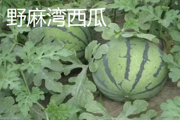 甘肃嘉峪关的特产，野麻湾西瓜备受消费者青睐