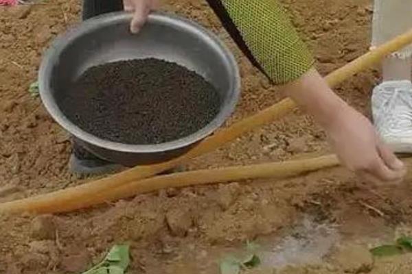 春花生如何进行平衡施肥，可增施有机肥