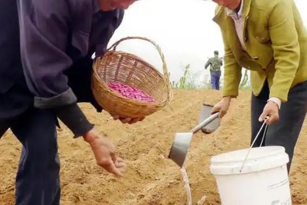 春花生如何进行平衡施肥，可增施有机肥
