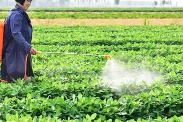 春花生如何进行平衡施肥，可增施有机肥