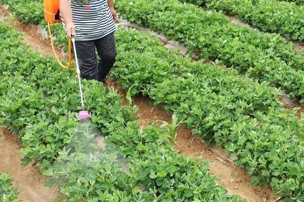 春花生如何进行平衡施肥，可增施有机肥