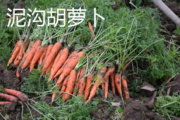 甘肃嘉峪关的特产，野麻湾西瓜备受消费者青睐