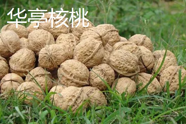 甘肃嘉峪关的特产，野麻湾西瓜备受消费者青睐