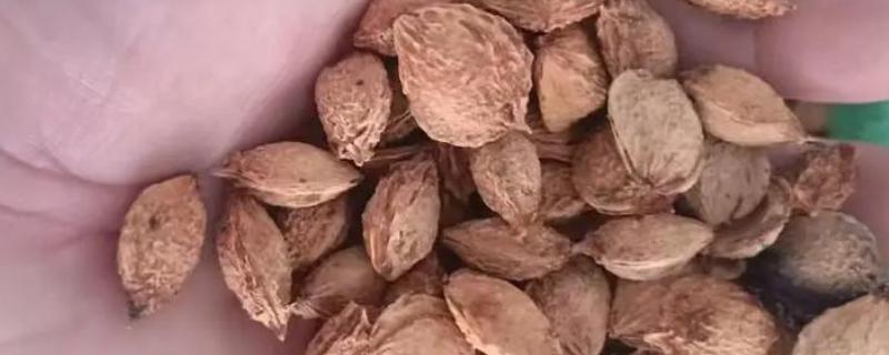 李子核怎么种植，要选择大小合适的浅瓦盆种植