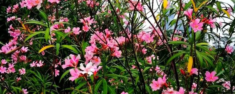 夹竹桃科的植物有哪些，有夹竹桃、鸡蛋花等