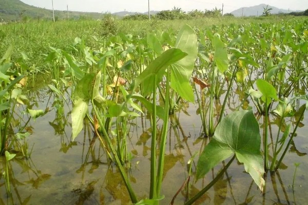 茨菇的种植栽培技术，适合生长在水肥充足的田地中