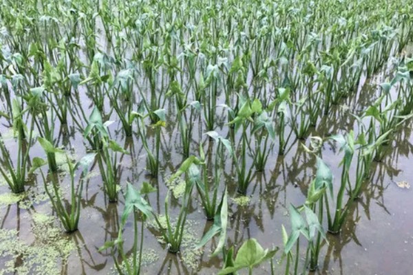 茨菇的种植栽培技术，适合生长在水肥充足的田地中