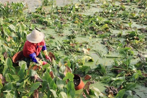 茨菇的种植栽培技术，适合生长在水肥充足的田地中