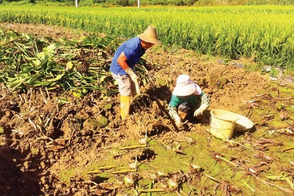茨菇的种植栽培技术，适合生长在水肥充足的田地中